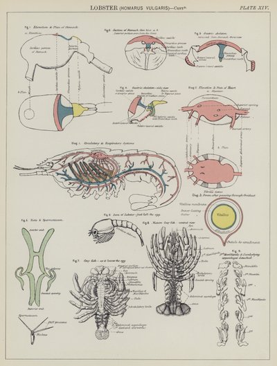 Hummeri, Homarus Vulgaris (väri litho) tekijältä English School