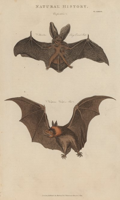 Pitkäkorvainen lepakko ja vampyyrilepakko (värillinen kaiverrus) tekijältä English School