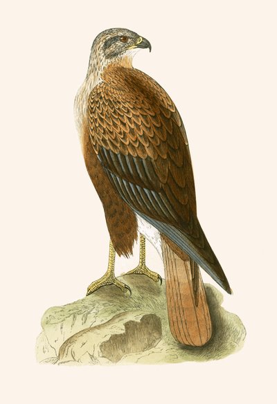 Pitkäjalkainen hiirihaukka, kuvitus Charles Robert Breen (1811-86) teoksesta "A History of the Birds of the Birds of the British Isles", julkaistu 1867 (värilitho) tekijältä English School