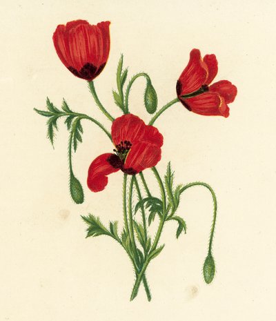 Pitkäkärkinen unikko, Papaver Argemone (värilitro) tekijältä English School