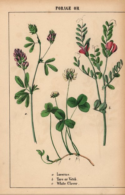 Luzerni, taara tai virna ja valkoinen apila  , julkaisusta "The Instructive Picturebook, or Lessons from the Vegetable World", [Charlotte Mary Yonge], Edinburgh tekijältä English School