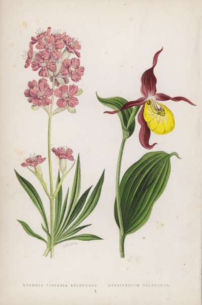 Lychnis Viscaria Splendens; tossukenkä (väri litho) tekijältä English School