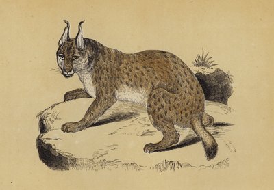 Lynx (väri lito) tekijältä English School