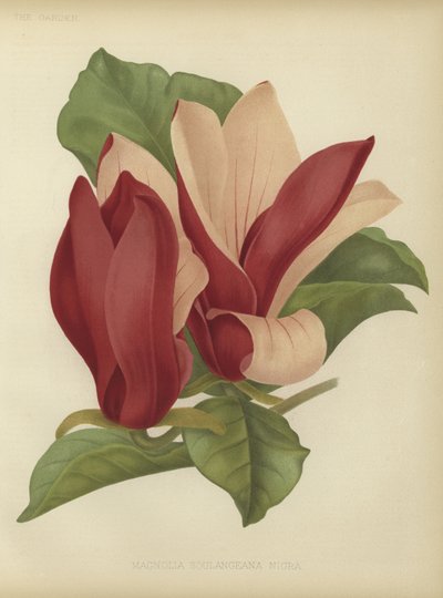 Magnolia soulangiana nigra tekijältä English School