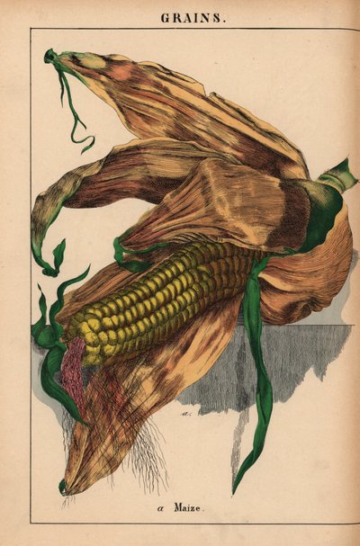 Maissi, maissi tai sokerimaissi  , julkaisusta "The Instructive Picturebook, or Lessons from the Vegetable World", [Charlotte Mary Yonge], Edinburgh tekijältä English School