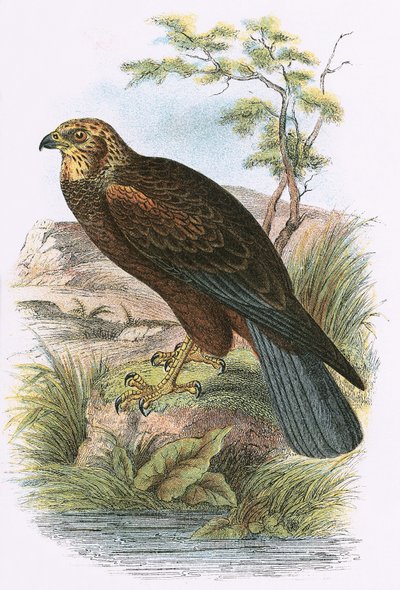 Marsh Harrier tekijältä English School