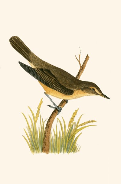 Marsh Warbler, kuvitus Charles Robert Breen (1811-86) teoksesta "A History of the Birds of the Birds of the British Islands", julkaistu 1867 tekijältä English School