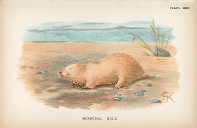 Marsupial myyrä tekijältä English School