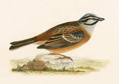 Niittykirvinen, kuva Charles Robert Breen (1811-86) teoksesta "A History of the Birds of Europe Not Observed in the British Isles", julkaistu 1867. tekijältä English School