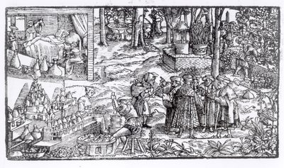 Lääkekasvien viljely, 1531 tekijältä English School