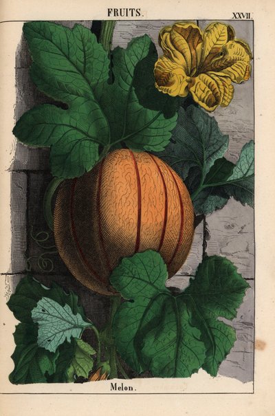 Meloni, kypsä oranssi hedelmä, keltainen kukka ja suuret tummanvihreät lehdet Cucumis melo   , julkaisusta "The Instructive Picturebook, or Lessons from the Vegetable World", [Charlotte Mary Yonge], Edinburgh tekijältä English School