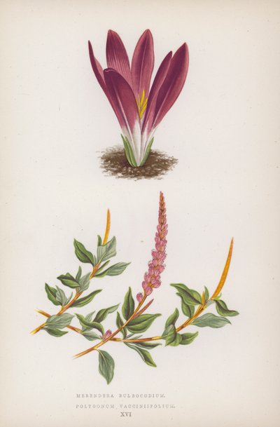 Merendera Bulbocodium; Polygonum Vaccinifolium (väri lit.) tekijältä English School