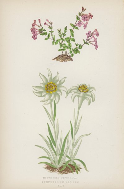 Micomeria Piperella; Leontopodium Alpinum (värilitho). tekijältä English School