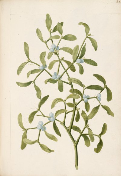 Misteli. Puoliloinen kasvi, n. 1664 (litho) tekijältä English School