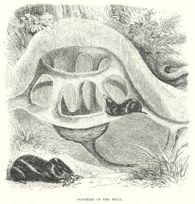 Mole Hill (kaiverrus) tekijältä English School