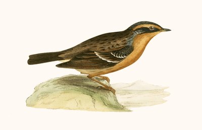 Mountain Accentor, kuvitus Charles Robert Breen (1811-86) teoksesta "A History of the Birds of the Birds of the British Islands", julkaistu 1867 tekijältä English School