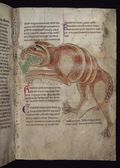 Ms.254 f.24 r Cocodrillus nielee miestä tekijältä English School