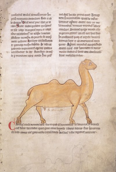 Ms.254 f.9r Kameli latinankielisestä, englanninkielisestä eläinkirjasta, 1200-luvun alku (käsikirjoitus). tekijältä English School