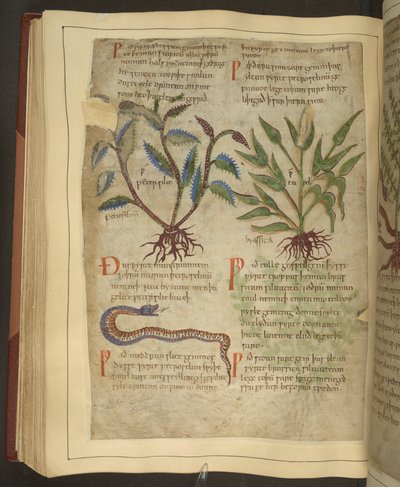 Ms. Cotton Vitellius C.III fol.56v Kuvituksia Petersilestä, Cawelista ja käärmeestä, vanhasta englantilaisesta yrtistä, alun perin Apuleius (123-80 jKr), 1000-luvun alku (vellum) tekijältä English School