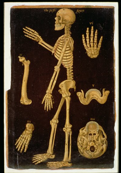 Ms Hunter 364 Taulukon III dissektio, Anatomical Tables -julkaisusta, kirjoittanut John Banister (1540-1610) (öljy ruskealle paperille) tekijältä English School