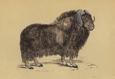 Musk Ox (väri litho) tekijältä English School