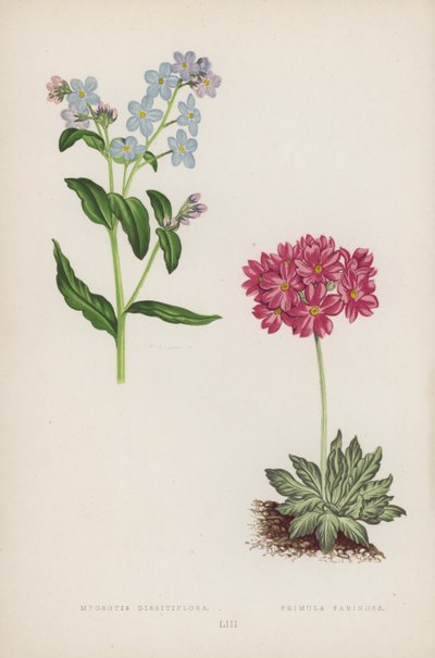 Myosotis Dissitiflora; Primula Farinosa (väri litho) tekijältä English School