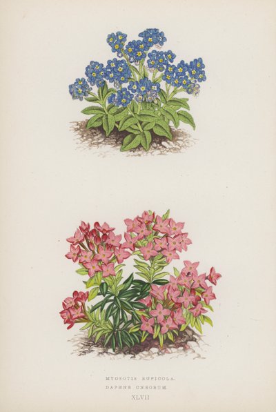 Myosotis Rupicola; Daphne Cneorum (värilitra). tekijältä English School