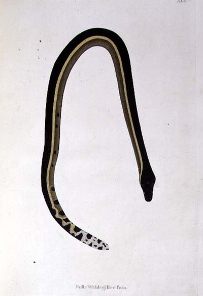Nalla Wahlagillee Pam Snake elokuvasta "An Account of Indian Serpents collection from the Coast of Coromandel", kirjoittaja Patrick Russell, Lontoo tekijältä English School