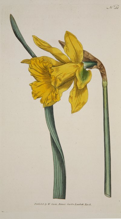 Narcissus Major Suuri narsissi, pubi. 1793 käsinvärjätty kaiverrus. tekijältä English School