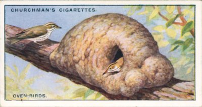 Luonnon arkkitehdit: Oven-Birds (värilitografia). tekijältä English School