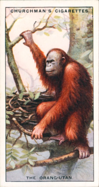 Luonnon arkkitehdit: Orang-utaani (värilitografia). tekijältä English School