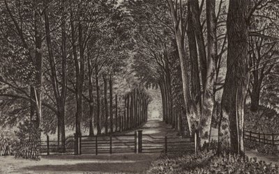 Newbury: Avenue, Highclere Park (litografia). tekijältä English School