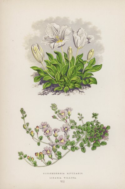 Nierembergia Rivularis; Linaria Villosa (värilitro). tekijältä English School