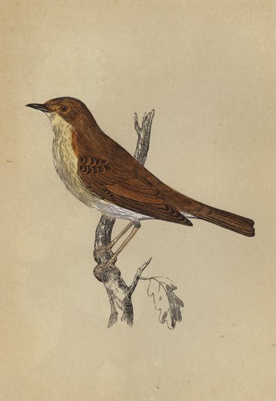 Nightingale (väri litho) tekijältä English School