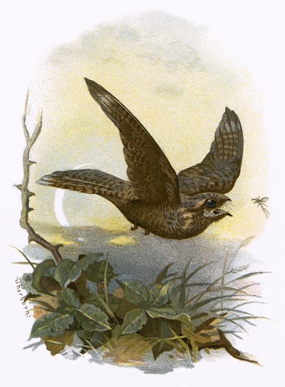 Nightjar tekijältä English School