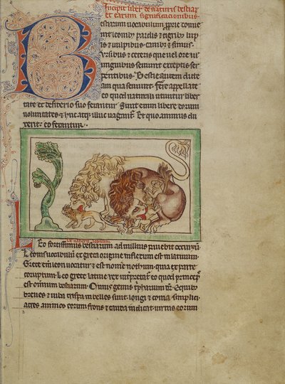 Northumberland Bestiary, n. 1250-1260 (värilliset pesut ja muste pergamentille) tekijältä English School