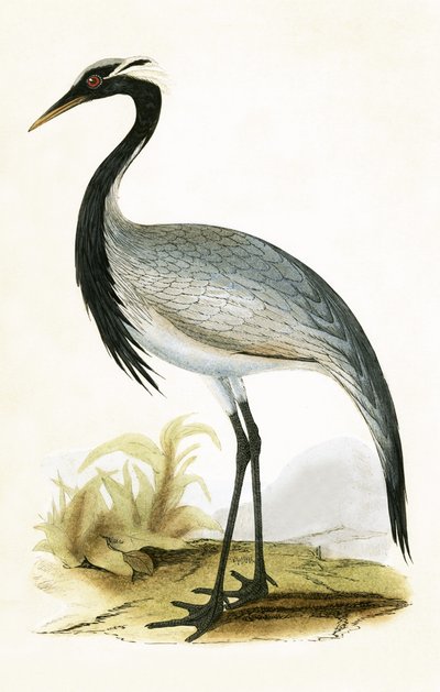 Numidian Crane, kuvitus Charles Robert Breen (1811-86) teoksesta "A History of the Birds of the Birds of the British Islands", julkaistu 1867 tekijältä English School