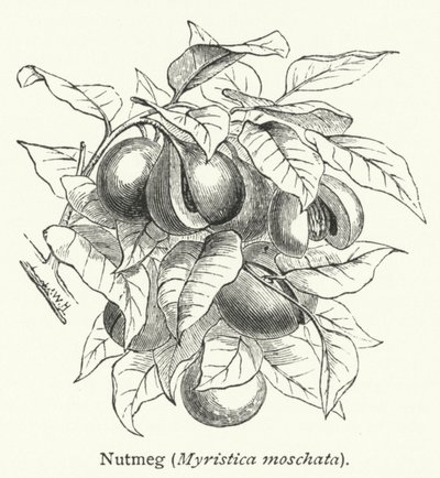 Muskottipähkinä (Myristica moschata) (kaiverrus) tekijältä English School