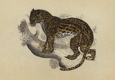 Ocelot (värilitra) tekijältä English School