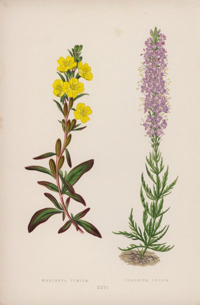 Oenothera Pumila; Veronica Incisa (värilitra) tekijältä English School