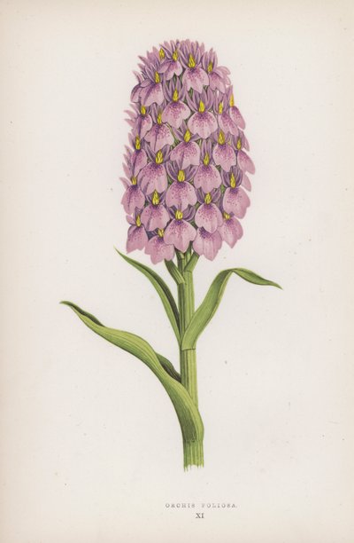 Orchis Foliosa (väri litho) tekijältä English School