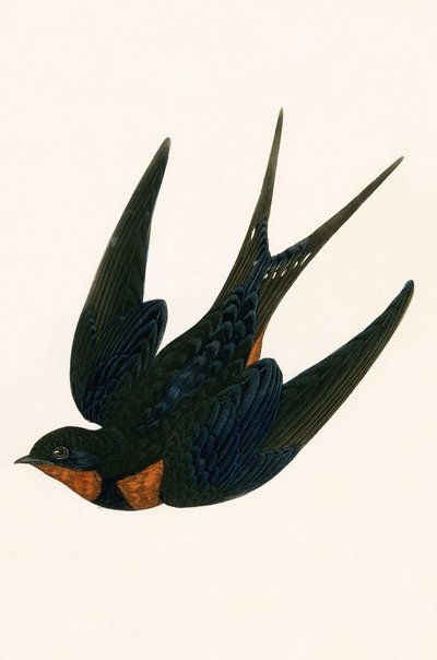 Oriental Chimney Swallow, kuvitus Charles Robert Breen (1811-86) teoksesta "A History of the Birds of the Birds of the British Islands", julkaistu 1867 tekijältä English School