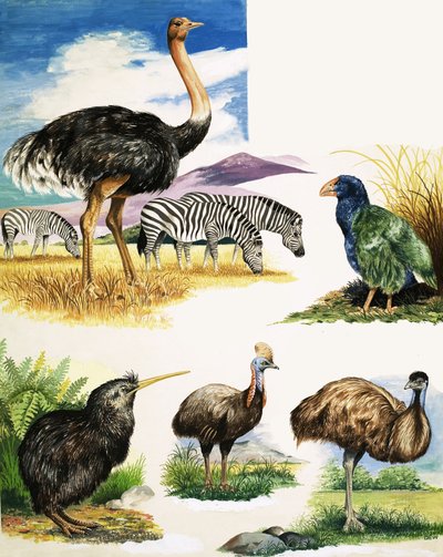 Strutsi, Kiivi, Cassowary, Emu ja Takahe tekijältä English School