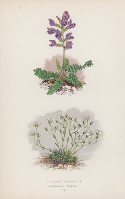 Oxytropis Pyrenaica; Arenaria Verna (väri litho) tekijältä English School