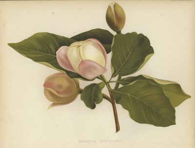 Oyama Magnolia tekijältä English School