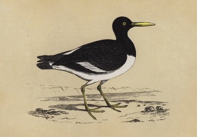 Oyster-Catcher (väri litho) tekijältä English School