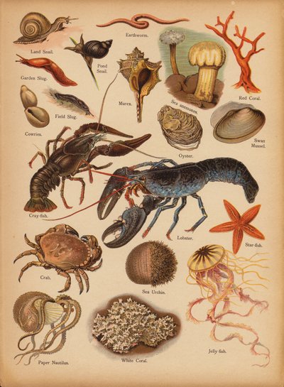 Sivu The Little Folks’ Picture Natural Historysta, n. 1900 (chromolitho) tekijältä English School