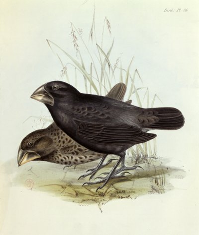 Geospiza Magnirostris -pari teoksesta The Zoology of the Voyage of H.M.S. Beagle 1832-36, Charles Darwin (1809-92), 1840 Lontoo tekijältä English School