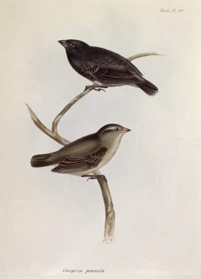 Geospiza Parvula -pari, kuvitus teoksesta Zoology of the Voyage of H.M.S. Beagle, 1832-36, kirjoittanut Charles Darwin (1809-92), 1840 tekijältä English School