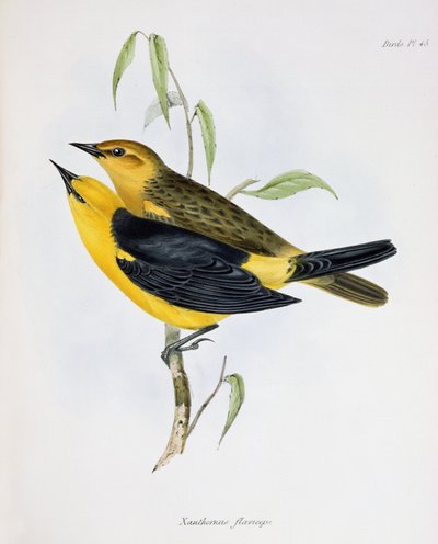 Xanthornus Flaviceps-pari, kuva teoksesta Zoology of the Voyage of H.M.S. Beagle, 1832-36, kirjoittanut Charles Darwin (1809-92), 1840 tekijältä English School